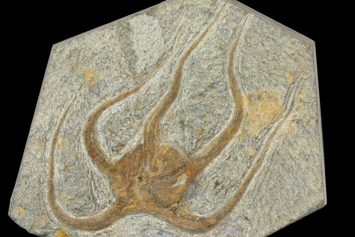 Bargain, Ordovician Brittle Star (Ophiura) - Morocco #140786